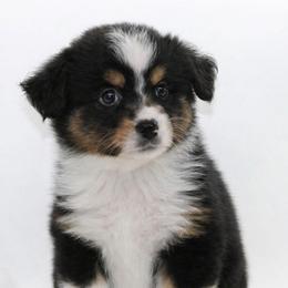 Female  2 - Black tri female Miniature American Shepherd puppy in Childress, Texas from Taylor Farms