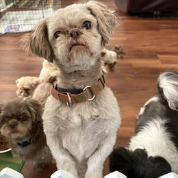 Seamus - Shih Tzu
