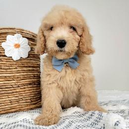 Waffles - Apricot male Goldendoodle puppy in Temecula, California from Oodles O'Doodles
