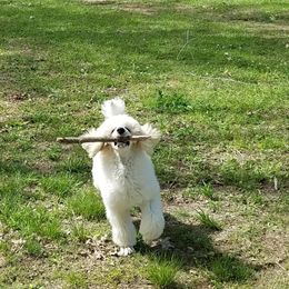 Poodle Puppies from Parkview Poodles