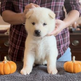Boy 6 orange collar - Akita puppy from Main Street Akitas