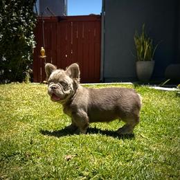 Axel - Tricolors male French Bulldog puppy in San Diego, California from Hlop Frenchies LLC