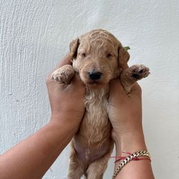 Green - Cream male Goldendoodle puppy in Miami, Florida from Happy Doods