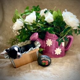 Miniature Australian Shepherd and Toy Australian Shepherd Puppies from Pawesome Lil Aussies