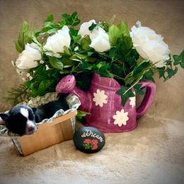 Miniature Australian Shepherd and Toy Australian Shepherd Puppies from Pawesome Lil Aussies