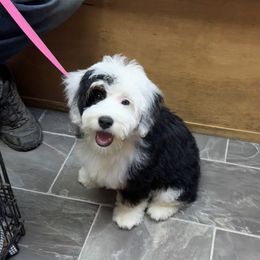 Panda - Bernedoodle