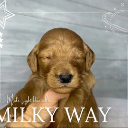 Goldendoodle Puppies from Goldie's Doodles