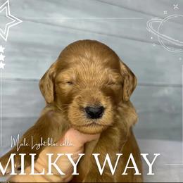 Goldendoodle Puppies from Goldie's Doodles