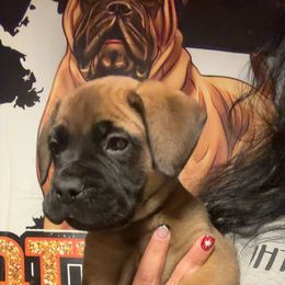 Suzuki - Red fawn male Bullmastiff puppy in South Attleboro, Massachusetts from Bessettes Bullies