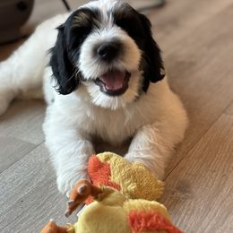 Bernedoodle Puppies from Salty Point Doodles