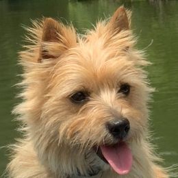 Roksana - Cairn Terrier