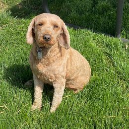 Drema - Goldendoodle