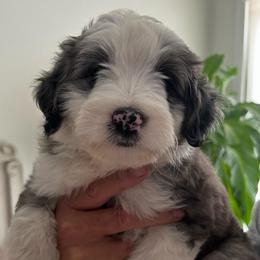 Girl 2 - Blue merle female Aussiedoodle puppy in Scottsboro, Alabama from Lisa’s Curly Puppies