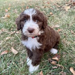 Aussiedoodle Puppies from Doodle Duo