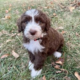 Aussiedoodle Puppies from Doodle Duo