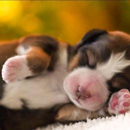 Caramel - Sable female Bernedoodle puppy in Delta, Pennsylvania from KEE Bernedoodles