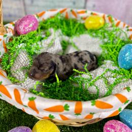 Finn - Dapple male Dachshund puppy in Westport, Kentucky from Lonestar Creek Farm