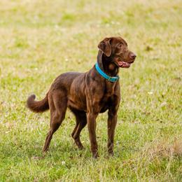 Mazey - Labrador Retriever