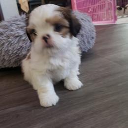 Shih Tzu Puppies from Shih Tzu Kennels