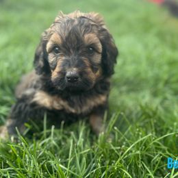 Belle - Phantom female Bernedoodle puppy in Bennett, Colorado from Darling Paws Bernedoodles, LLC