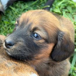 Clover - Sable female Dachshund puppy in Greenup, Kentucky from Tygart Creek Dachshunds