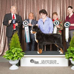 Bernese Mountain Dog Puppies from TOLLHAUS