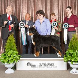 Bernese Mountain Dog Puppies from TOLLHAUS