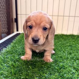 Storm - Dapple female Dachshund puppy in Mc Donough, Georgia from L & J Kennel