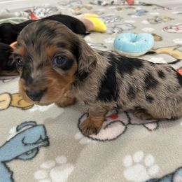 Boy 3 - Dapple Dachshund puppy in Victorville, California from Saffron