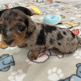 Boy 3 - Dapple Dachshund puppy in Victorville, California from Saffron