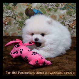 Pomeranian Puppies from Port Bee Pomeranian’s