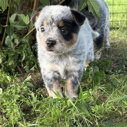 Patriot - Blue male Australian Cattle Dog puppy in Lynd, Minnesota from Diamond Falls Cattle Dogs