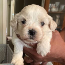 Boy 3 orange - White male Lhasa Apso puppy in Fort Worth, Texas from Sheri's Lhasa Apso Puppies