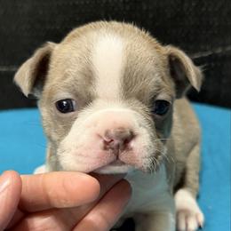 Prince Adam - Lilac male Boston Terrier puppy in Wellington, Ohio from Twist of Faith Farms