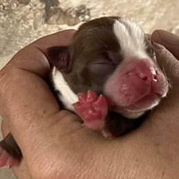 Boston Terrier and Rottweiler Puppies from Ronnie Dreher's Boston Terriers