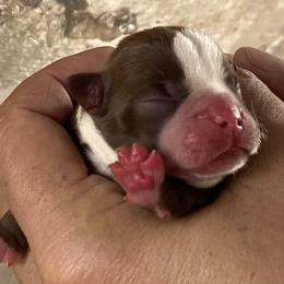 Boston Terrier and Rottweiler Puppies from Ronnie Dreher's Boston Terriers