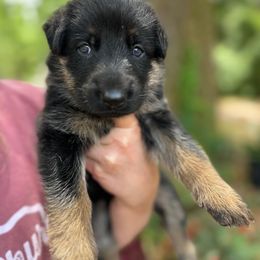 Brittnay - Black and tan female German Shepherd puppy in Ocala, Florida from Appleridge German Shepherds