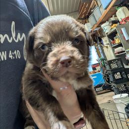 Aunt Bethany - Red tri-color female Australian Shepherd puppy in Almo, Kentucky from Riley's Paw Pals