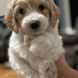 Turquoise - Cream female Goldendoodle puppy in Millville, New Jersey from Michelle's Doodles