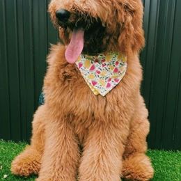 Goldendoodles from Alexa's Goldendoodles