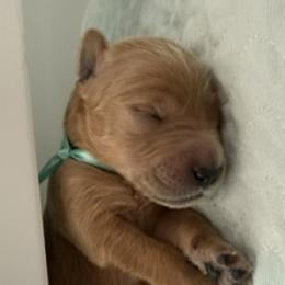 ANYA - Red  female Goldendoodle puppy in Porter Ranch, California from Jasperdoodle.com