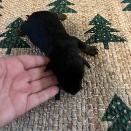 Blitzen - Black phantom male Aussiedoodle puppy in Yellville, Arkansas from Ozark Mountain Doodles & Pugs