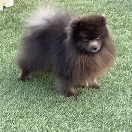 Smokey - Pomeranian