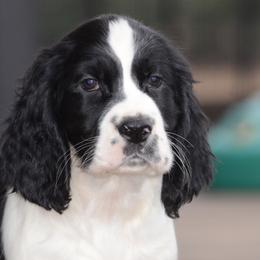 Patty - Black and white male English Springer Spaniel puppy in Central, South Carolina from SarMel