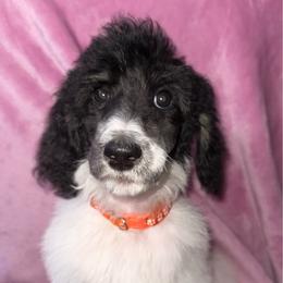 Cupcake - Parti female Poodle puppy in League City, Texas from Chauffeured Poodles