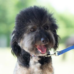 Chester - Bernedoodle