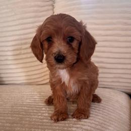 Mosquito (Squito) - Cream male Goldendoodle puppy in Payson, Utah from Country Sky Doodles