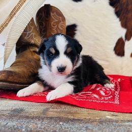 'Cass' - Black tri-color female Australian Shepherd puppy in Durand, Wisconsin from Larson’s Legacy Aussome Aussie Kennels