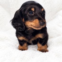 Romeo - Black and tan male Dachshund puppy in Oklahoma City, Oklahoma from Wild Weenies - Dachshund Ranch