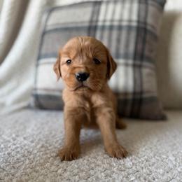 Female 2, Pink - Golden female Golden Retriever puppy in Utah from Deseret Peak Goldens